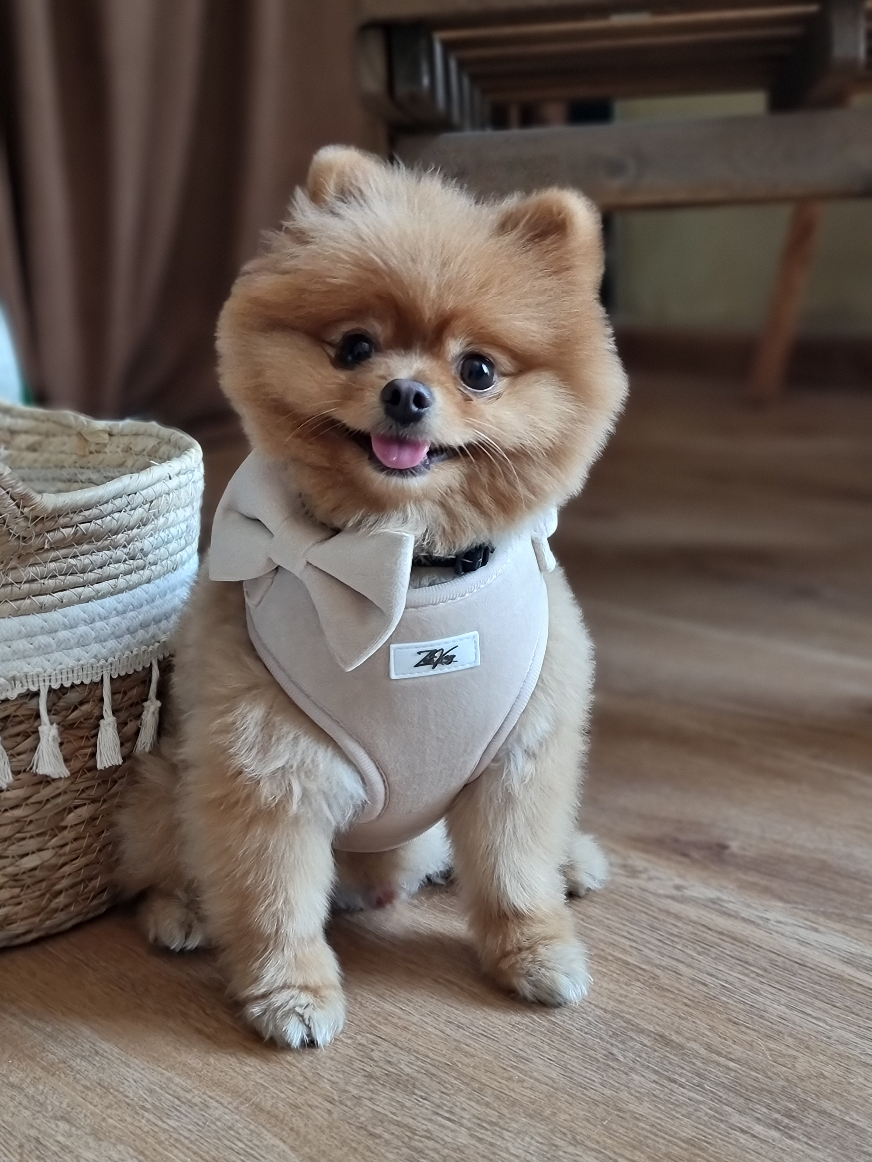 Lush Velvet Harness for Cats and Dogs