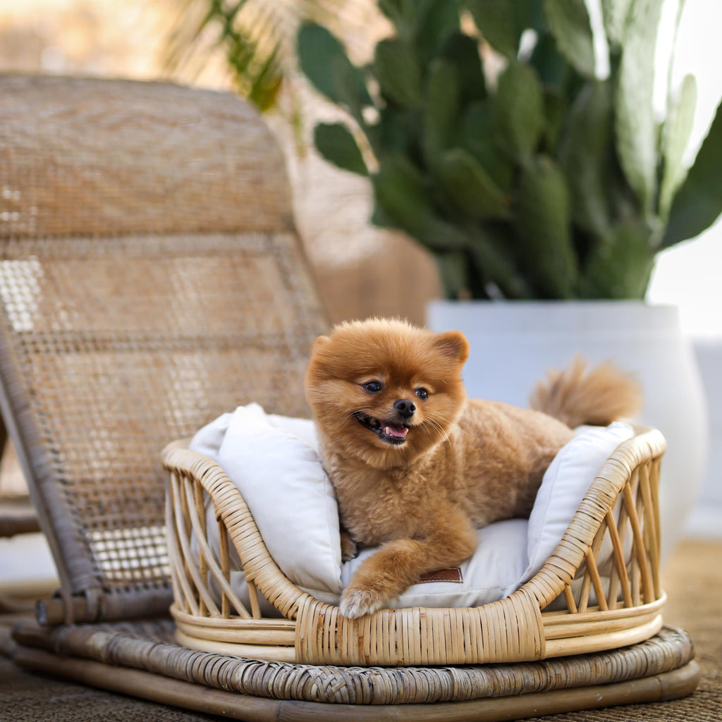 Elite Enclave Rattan Bed for Cats and Dogs