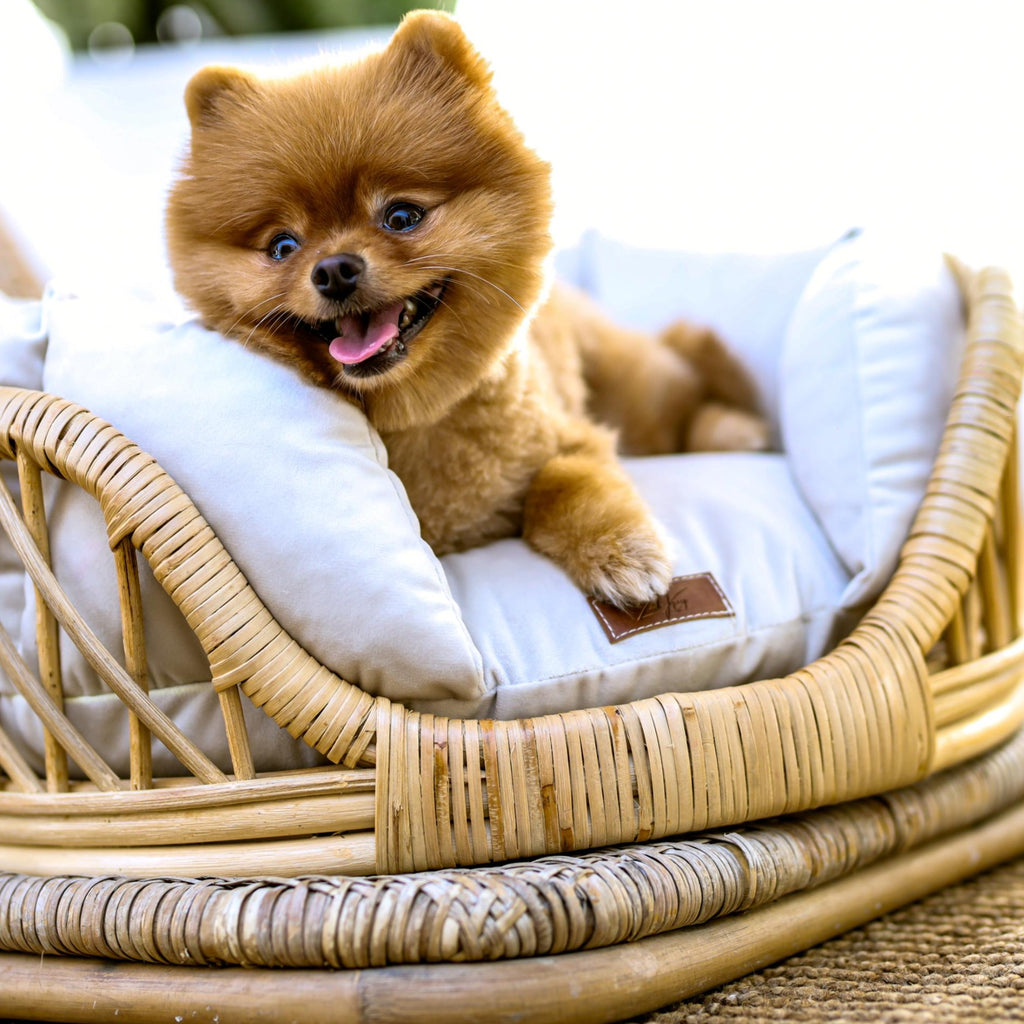 Elite Enclave Rattan Bed for Cats and Dogs