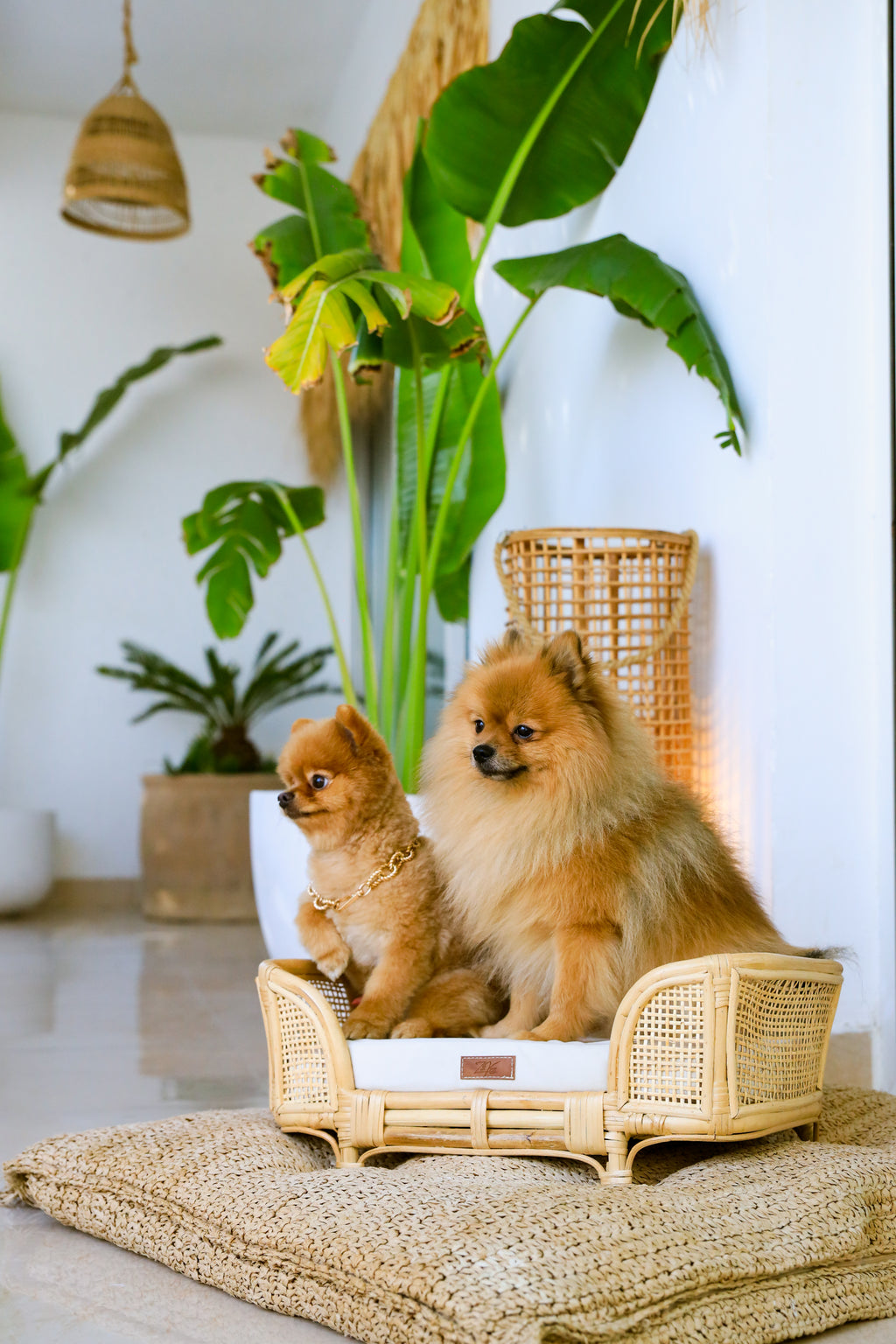 Royal Haven Rattan Bed for Cats and Dogs