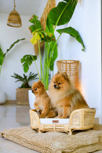 Royal Haven Rattan Bed for Cats and Dogs