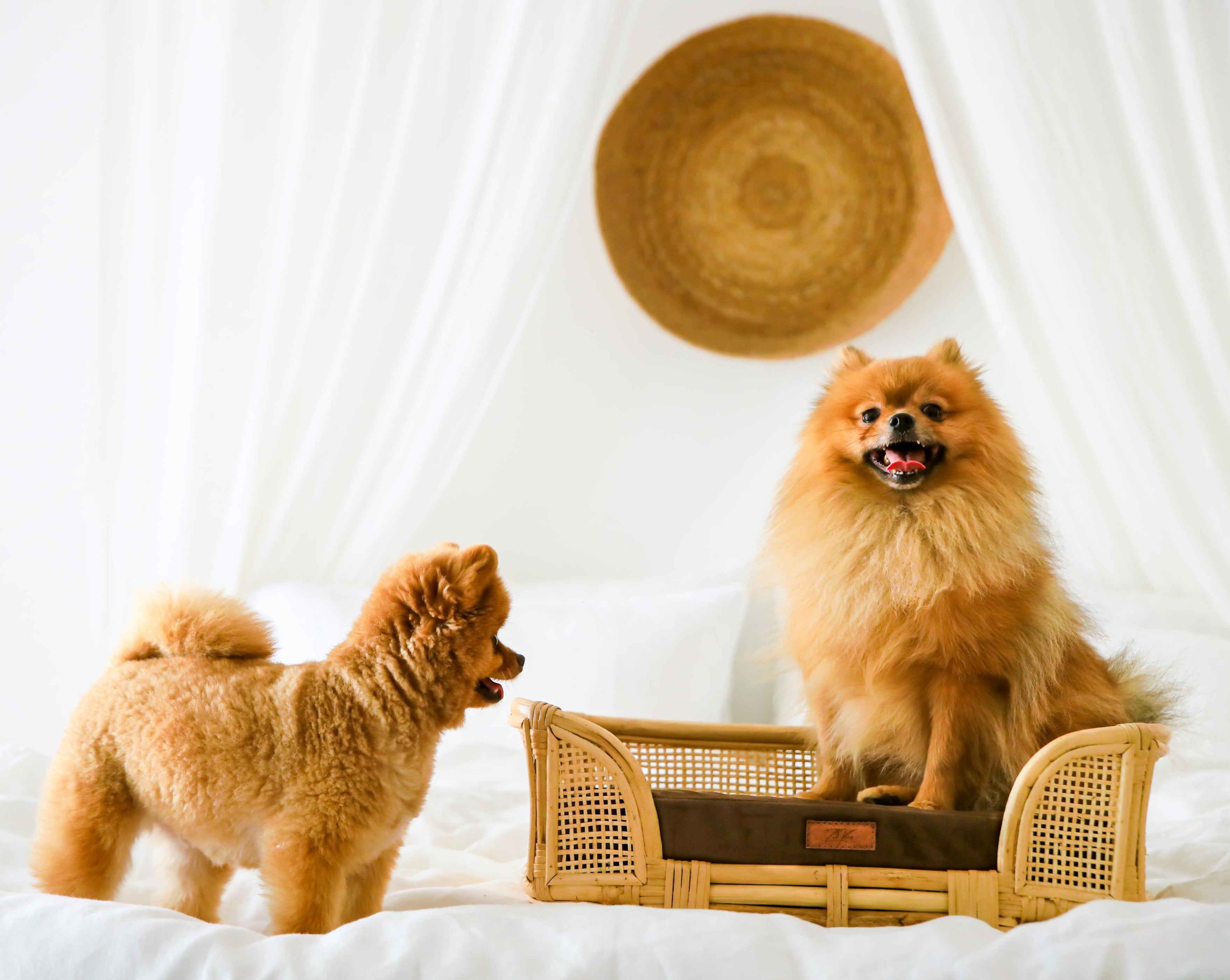 Royal Haven Rattan Bed for Cats and Dogs