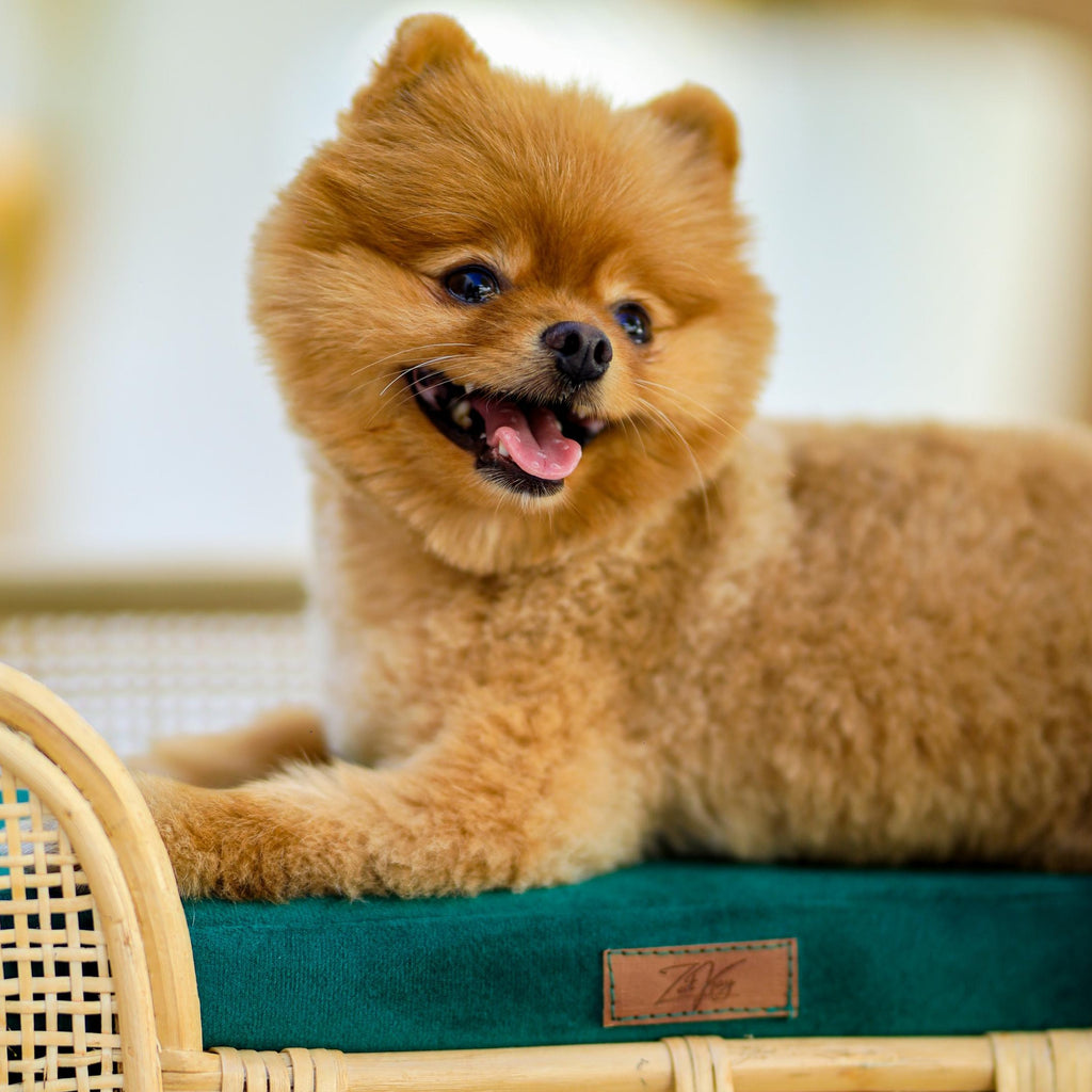 Royal Haven Rattan Bed for Cats and Dogs