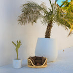 Elite Enclave Rattan Bed for Cats and Dogs