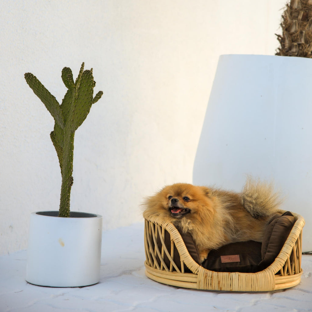 Elite Enclave Rattan Bed for Cats and Dogs