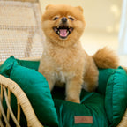 Elite Enclave Rattan Bed for Cats and Dogs