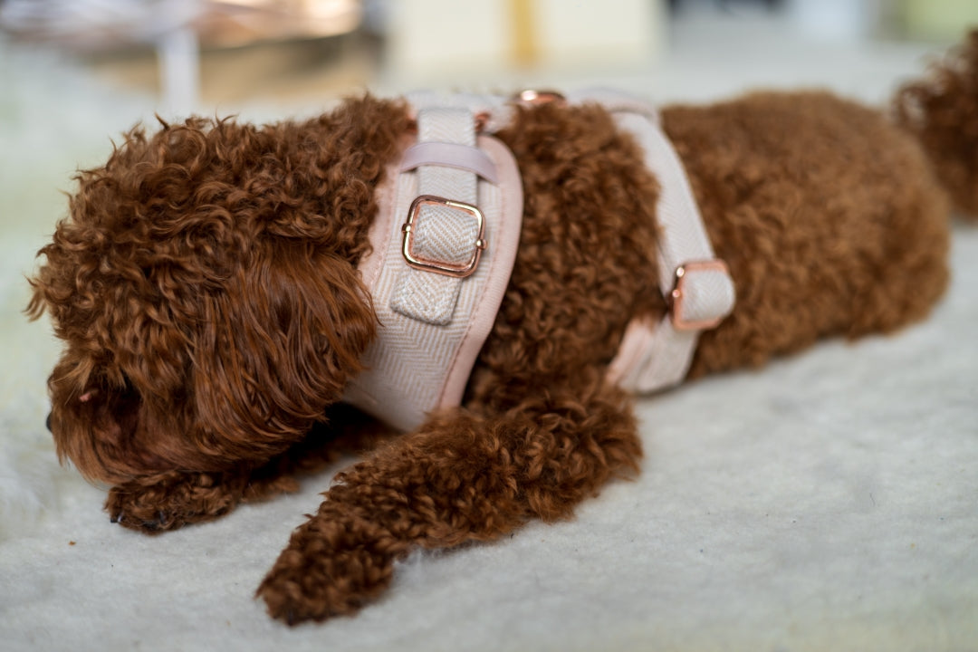 Sunset Glow Harness for Cats and Dogs