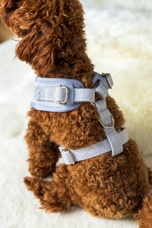 Blue Breeze Harness for Cats and Dogs
