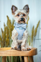 Blue Breeze Harness for Cats and Dogs