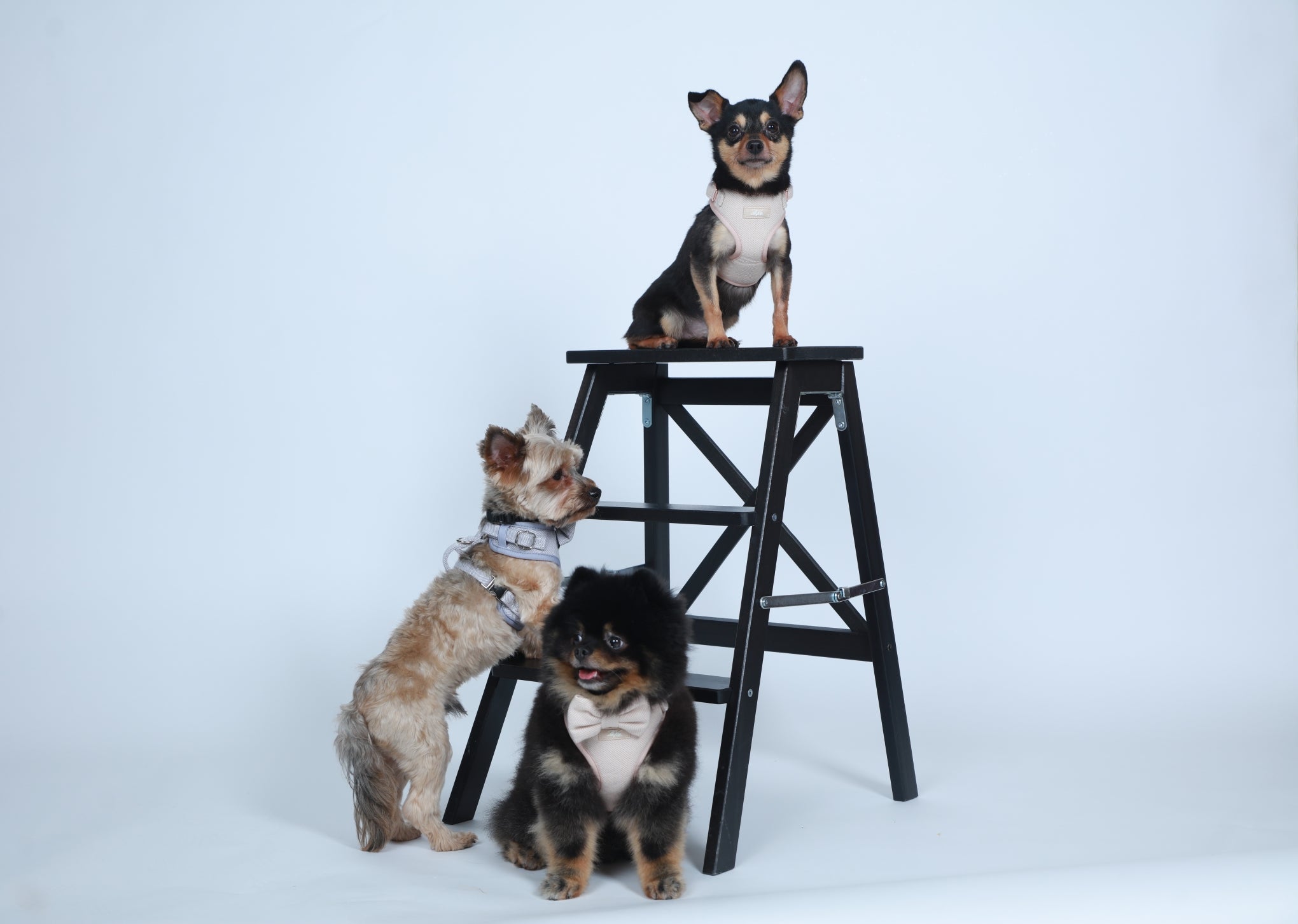 Sunset Glow Harness for Cats and Dogs