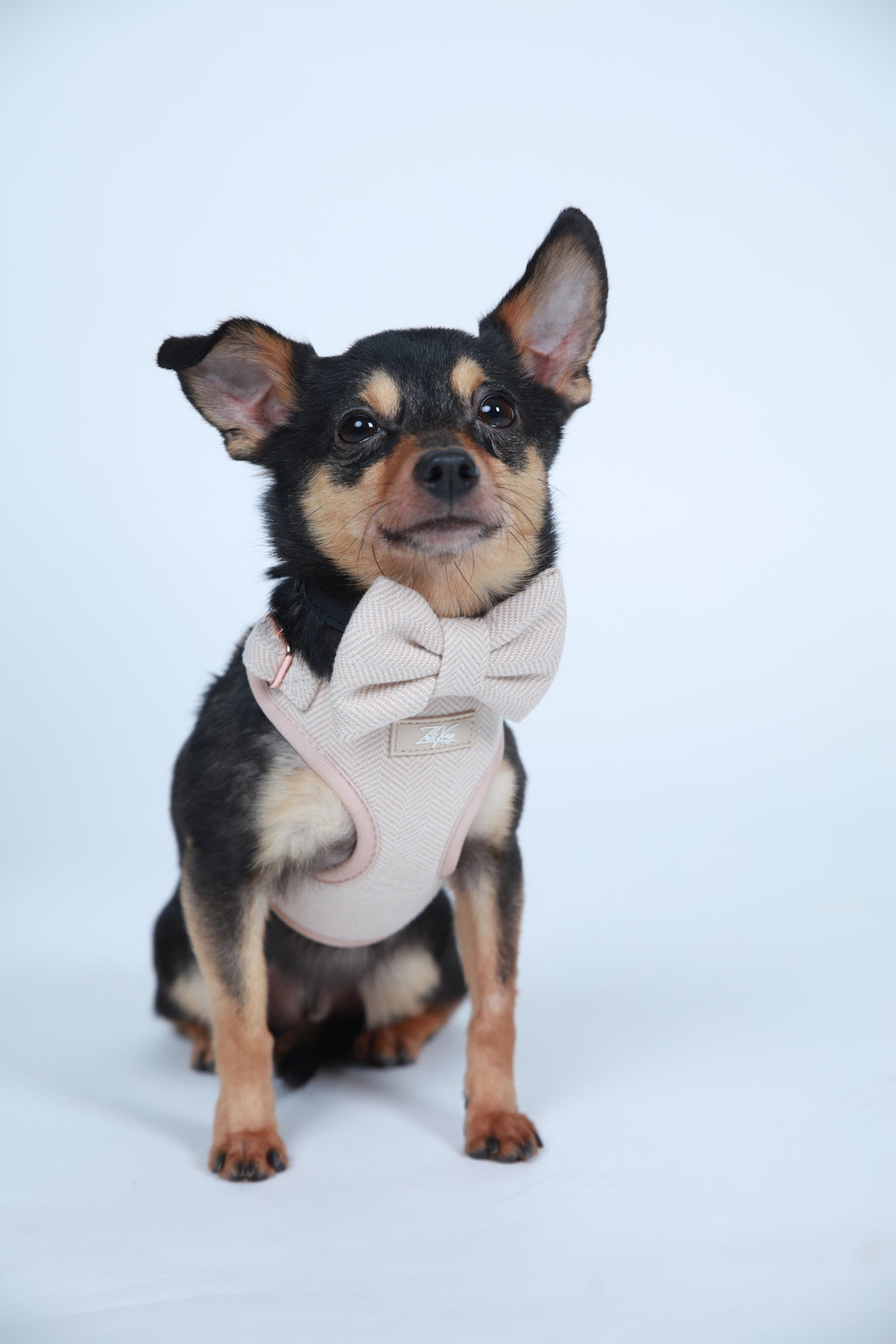 Sunset Glow Harness for Cats and Dogs