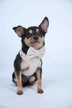 Sunset Glow Harness for Cats and Dogs