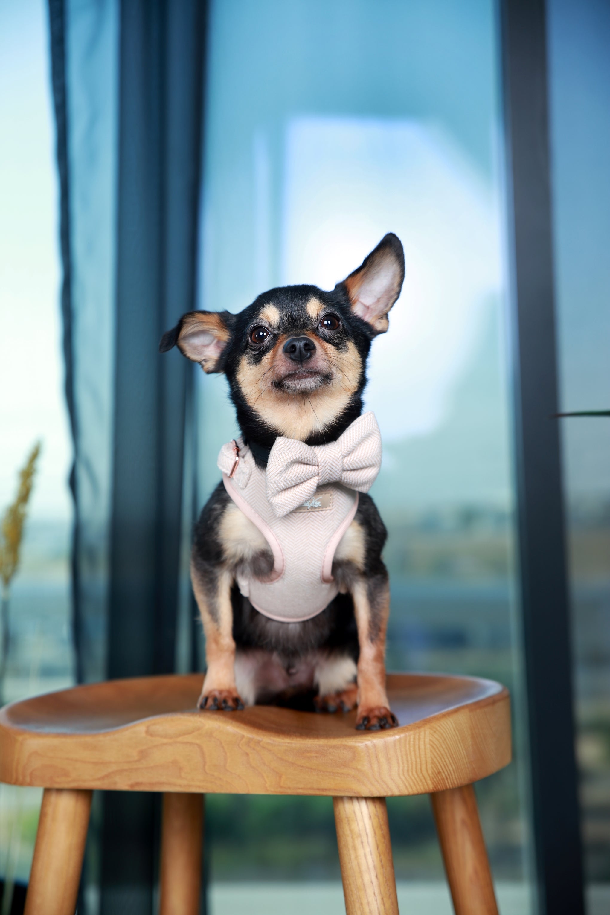 Sunset Glow Harness for Cats and Dogs