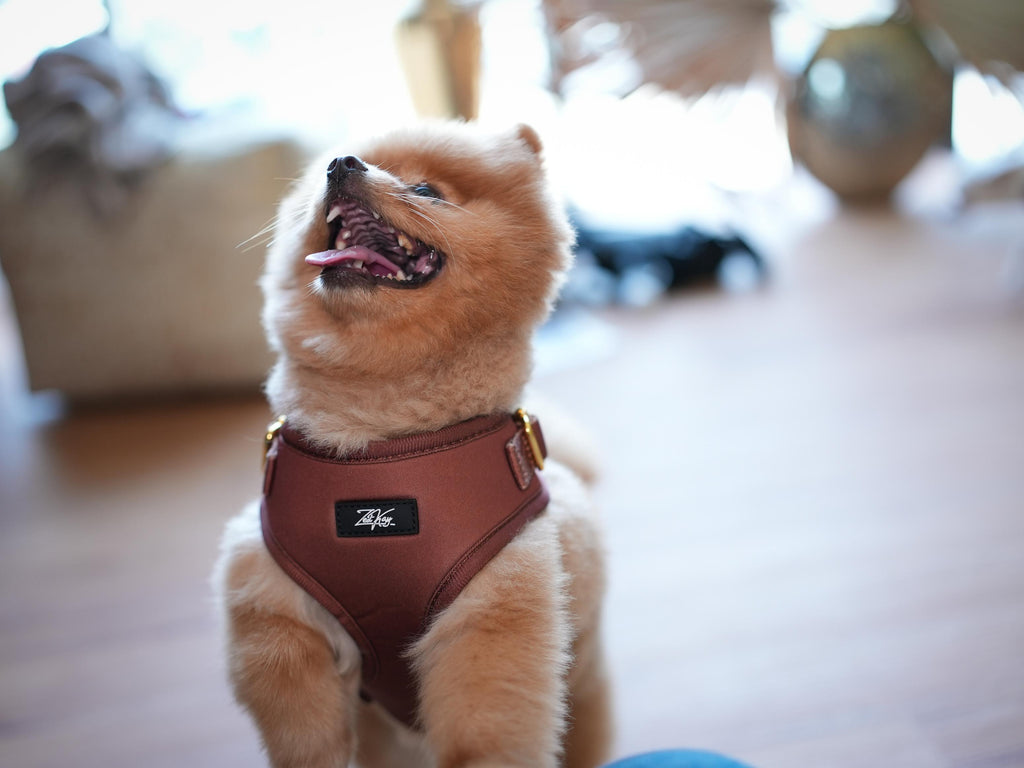 Maroon Marvel Harness for Cats and Dogs