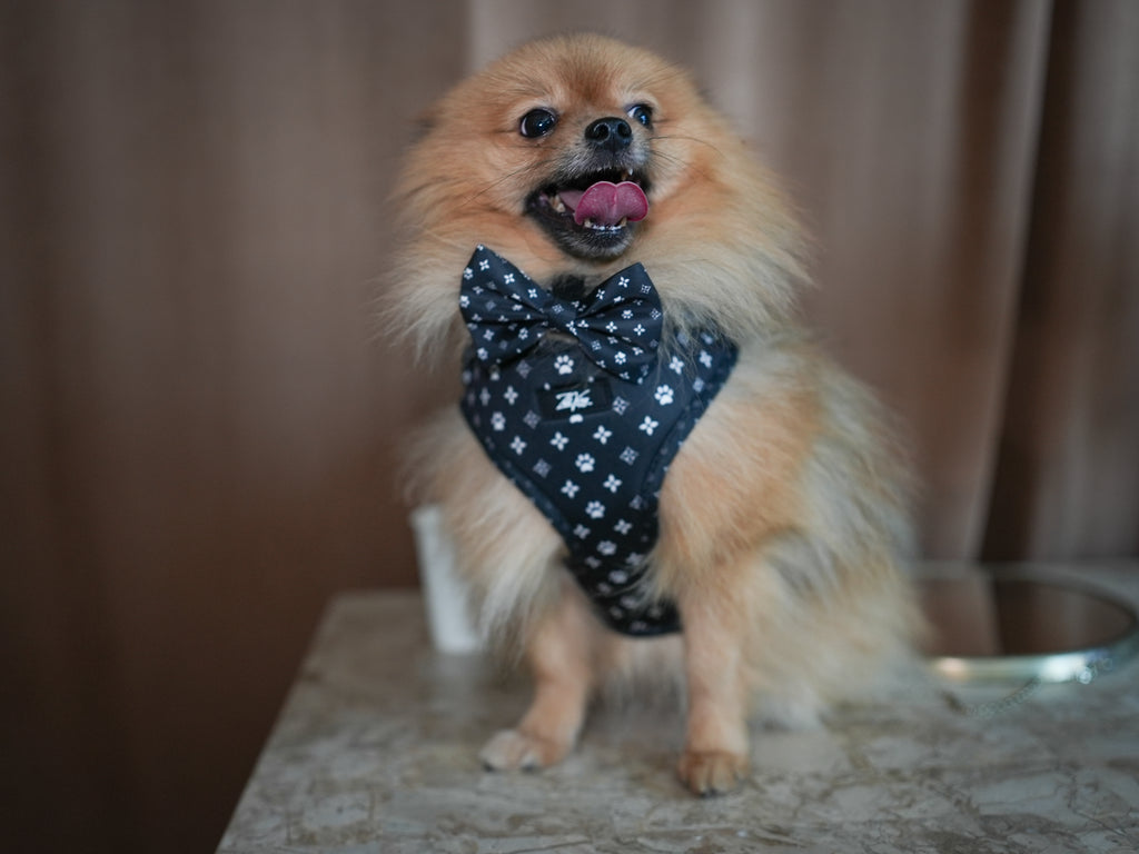 Midnight Star Harness for Dogs and Cats