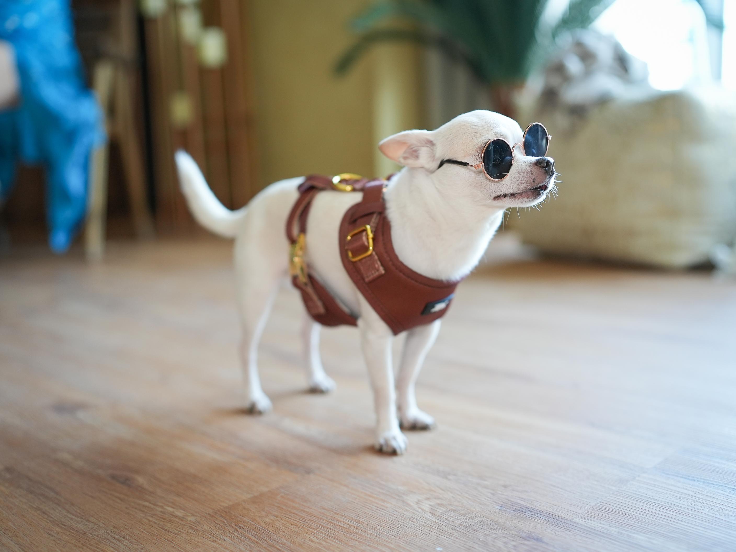 Maroon Marvel Harness for Cats and Dogs