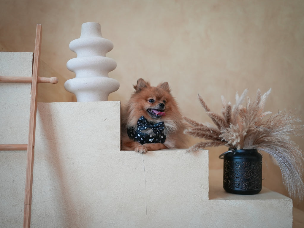 Midnight Star Harness for Dogs and Cats