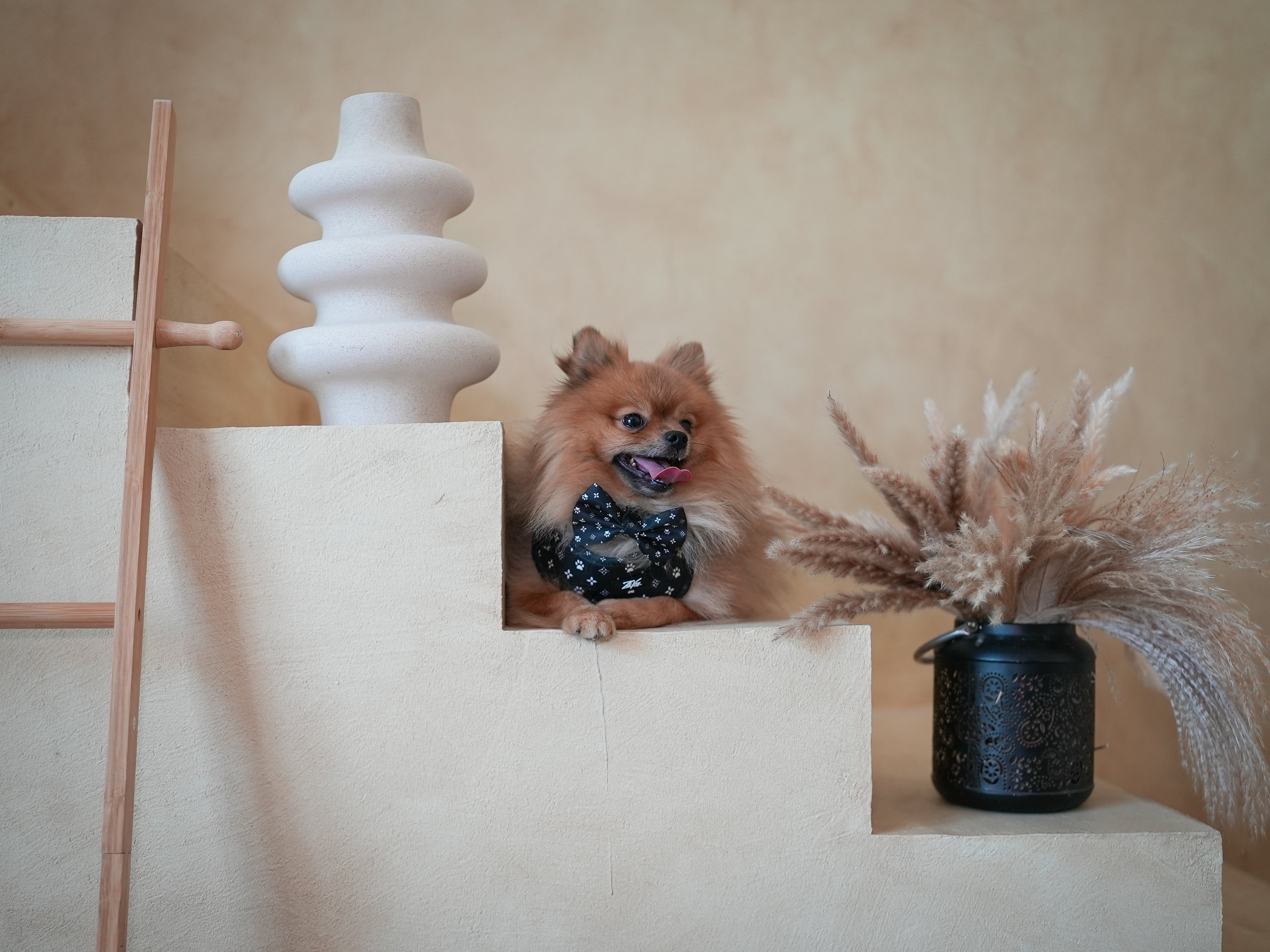 Midnight Star Harness for Dogs and Cats