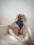 Midnight Star Harness for Dogs and Cats