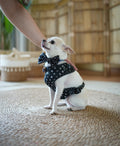 Midnight Star Harness for Dogs and Cats