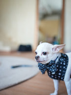 Midnight Star Harness for Dogs and Cats