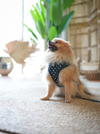 Midnight Star Harness for Dogs and Cats