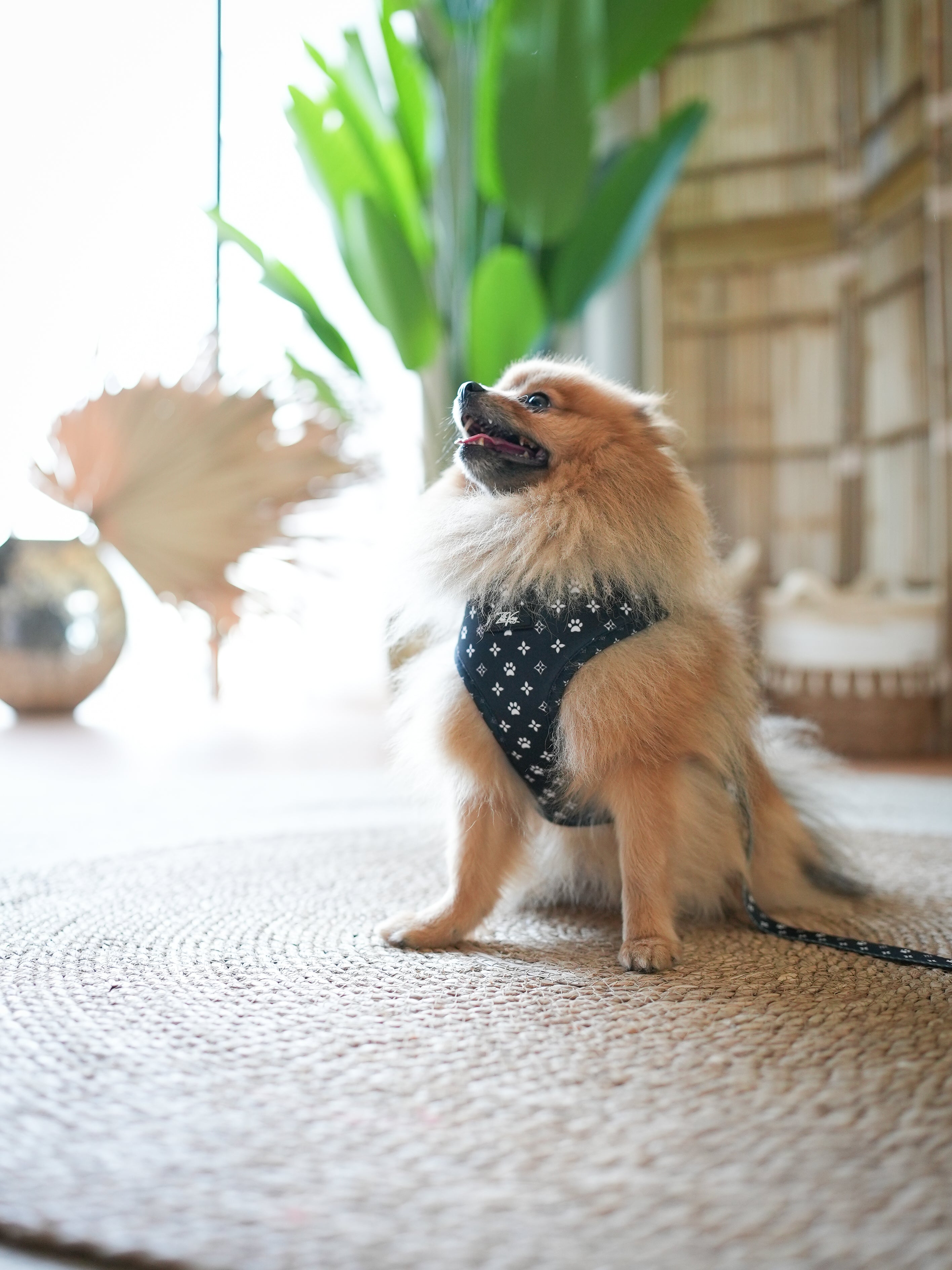 Midnight Star Harness for Dogs and Cats