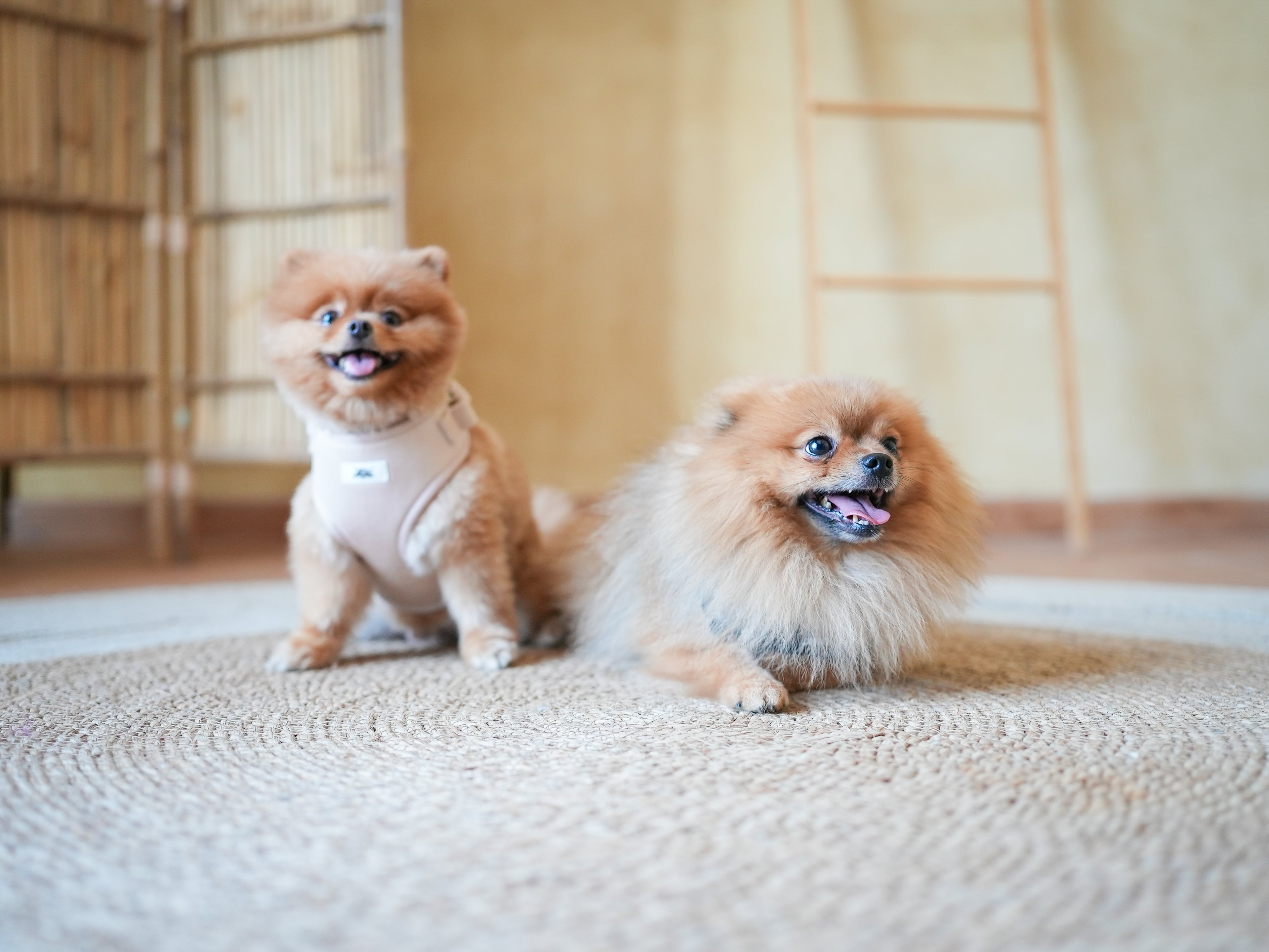 Lush Velvet Harness for Cats and Dogs