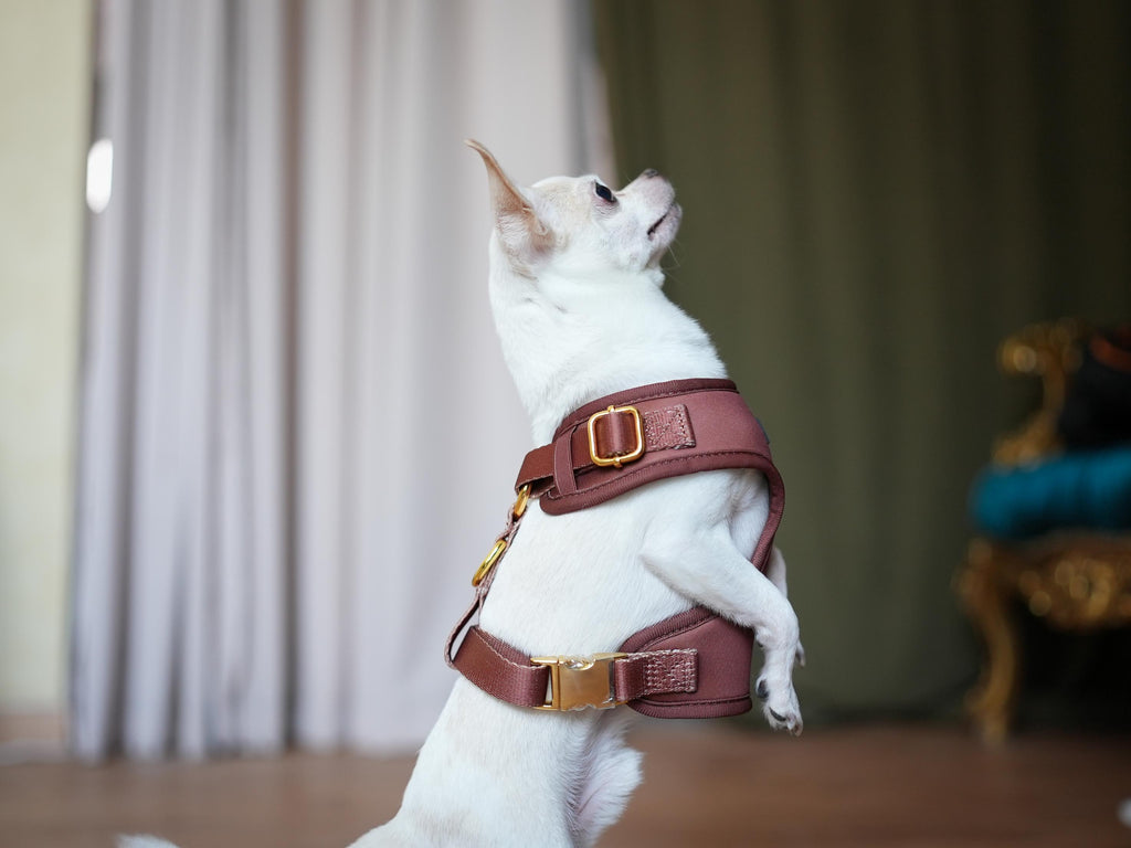 Maroon Marvel Harness for Cats and Dogs