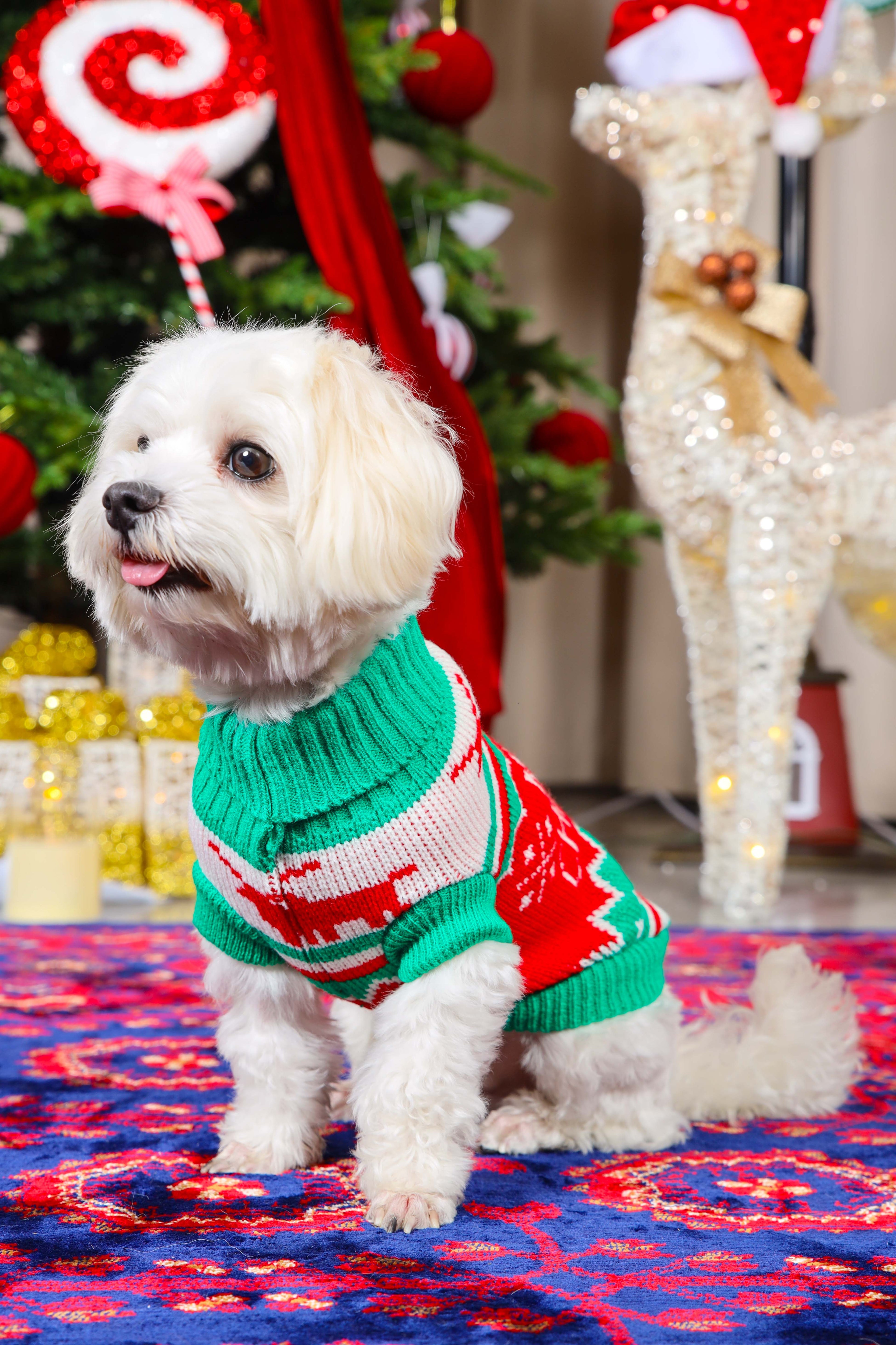 Jingle Paws Christmas Jumper for Cats and Dogs
