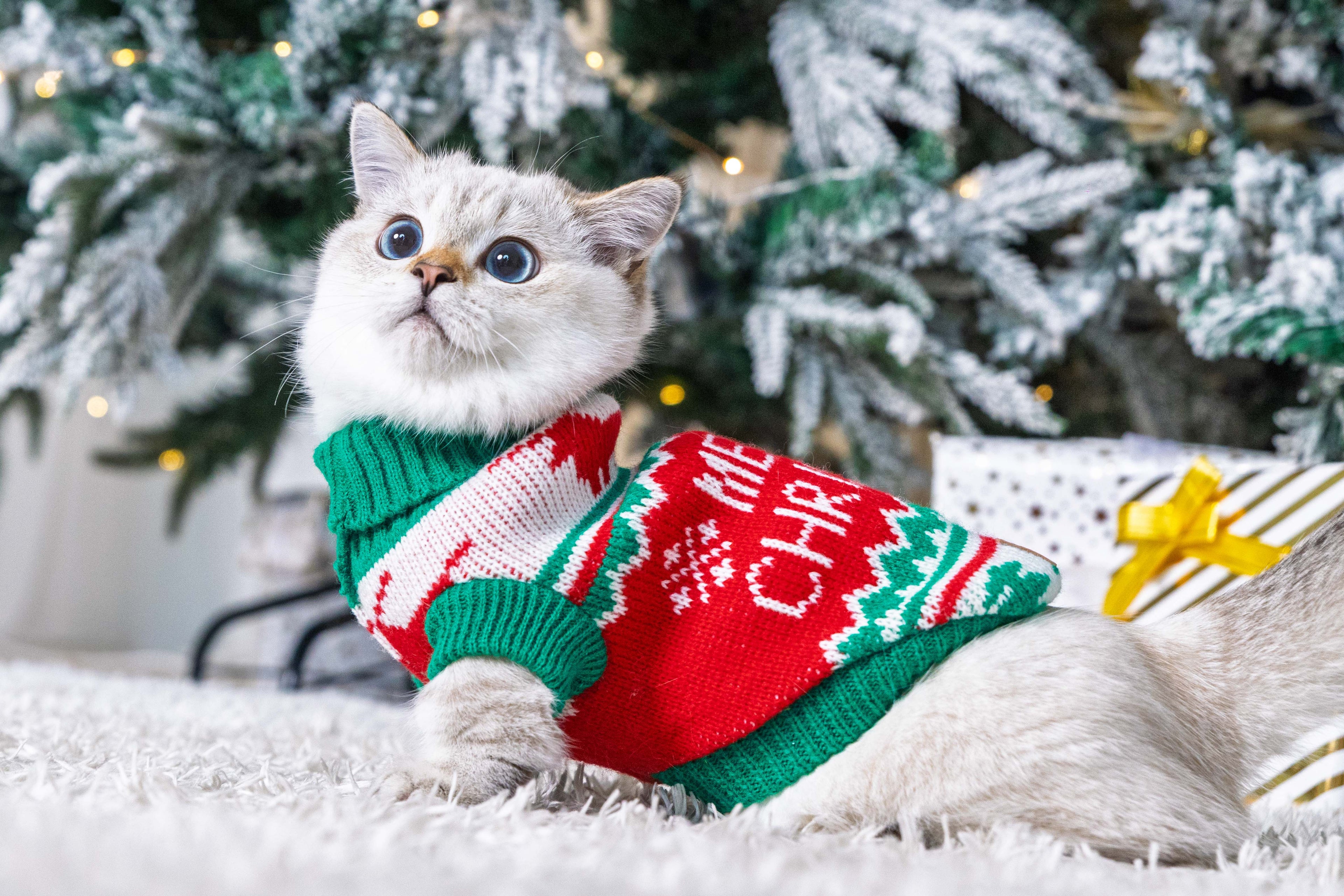 Jingle Paws Christmas Jumper for Cats and Dogs