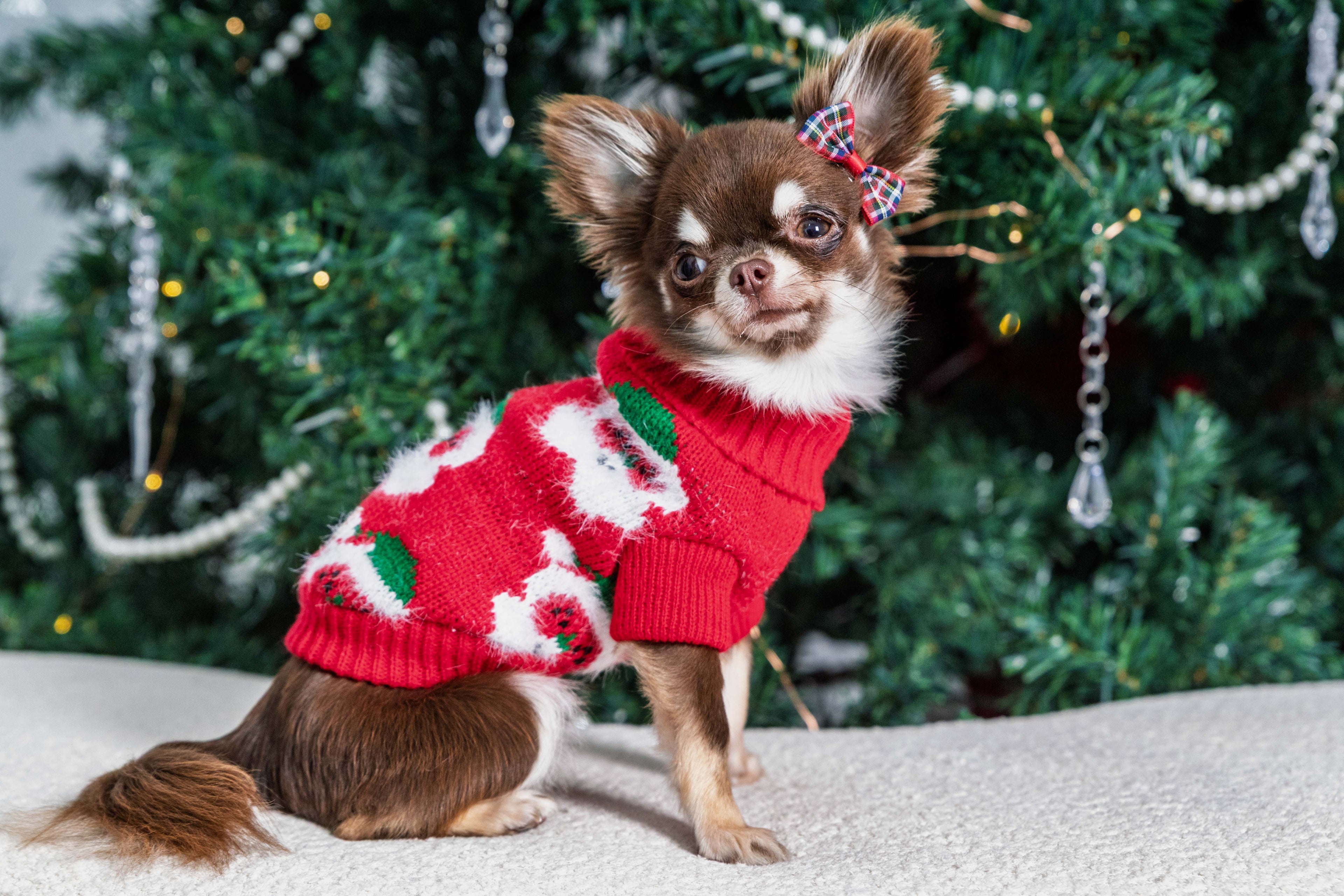 Santa's Little Sidekick Christmas Jumper for Cats and Dogs