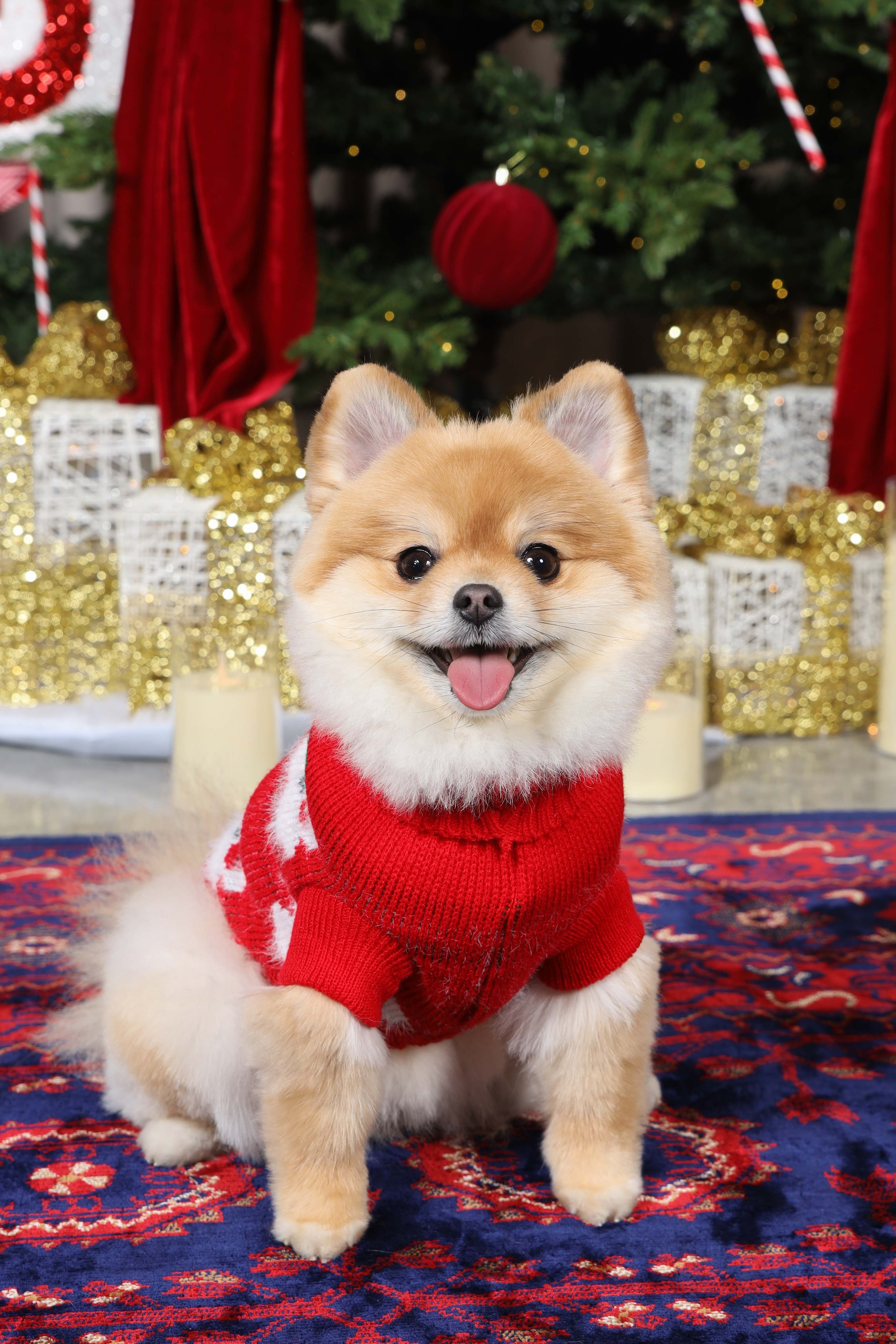 Santa's Little Sidekick Christmas Jumper for Cats and Dogs